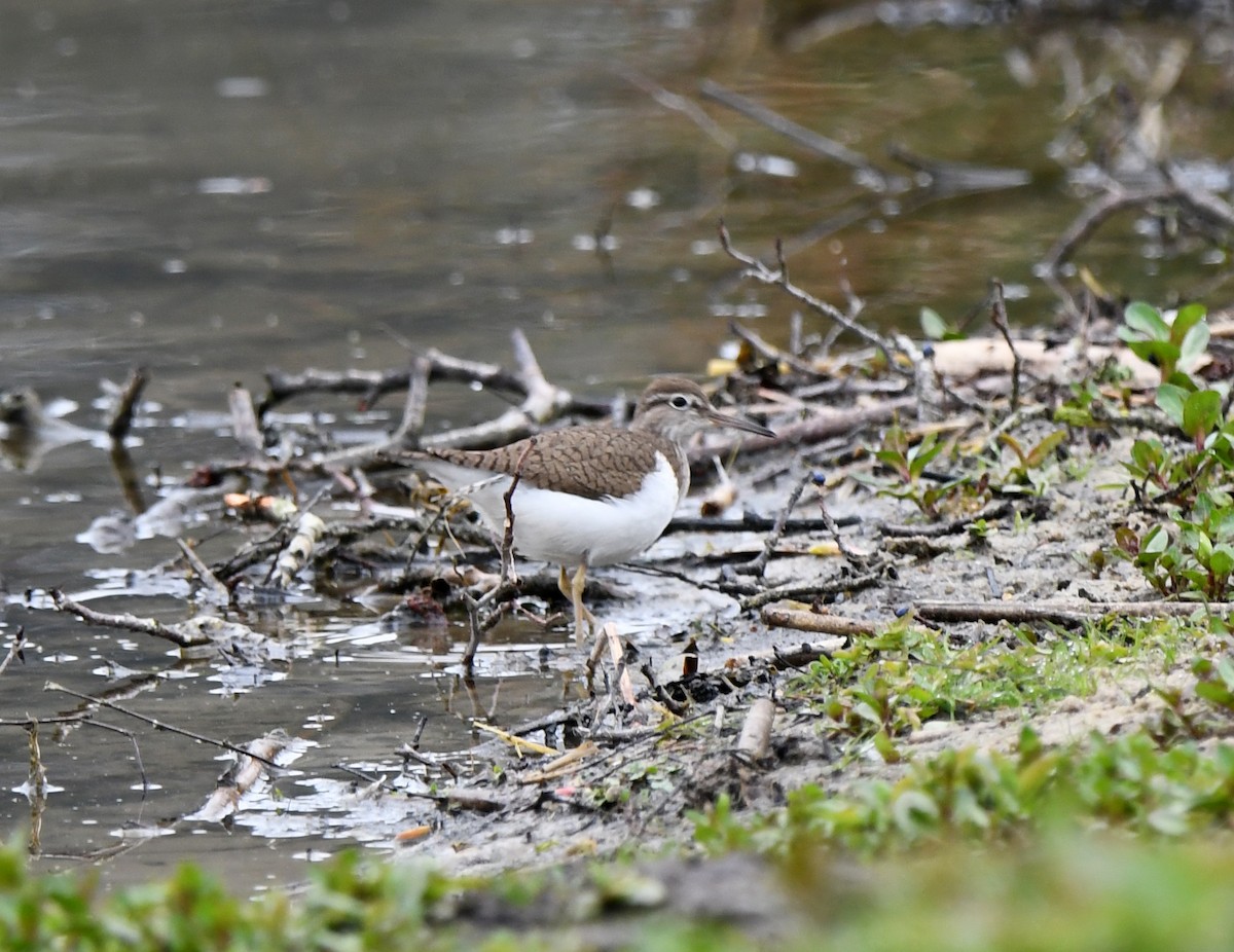 Common Sandpiper - ML614524080