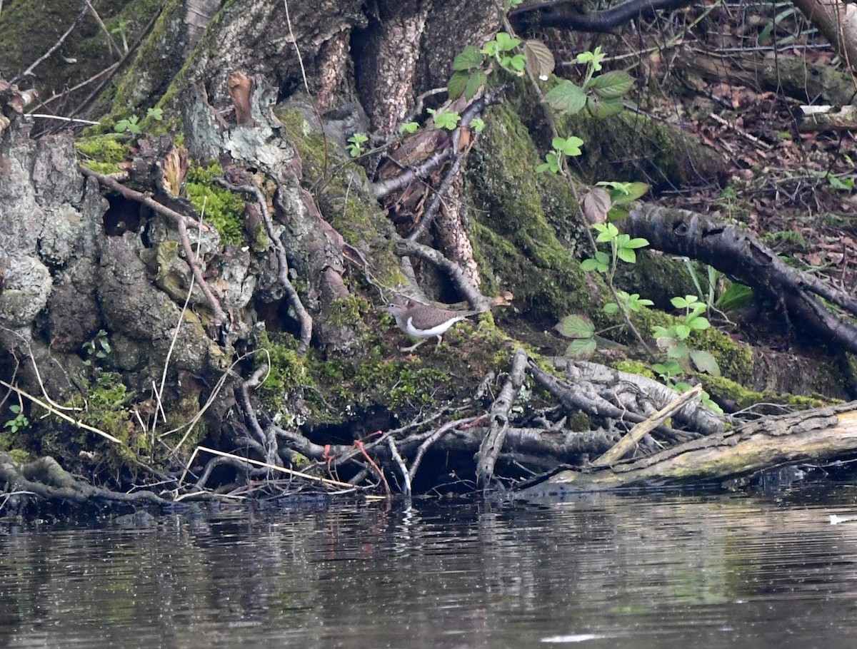 Common Sandpiper - ML614524081