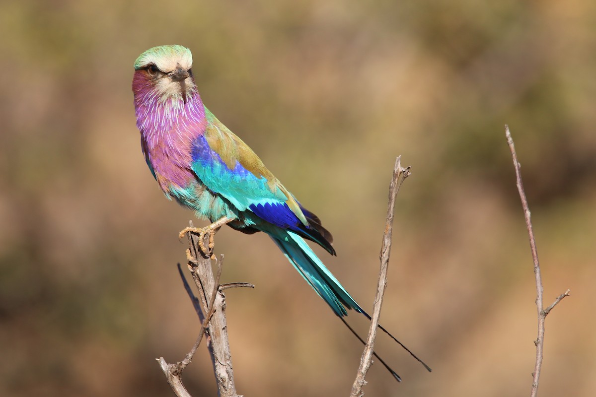 Lilac-breasted Roller - ML614524082