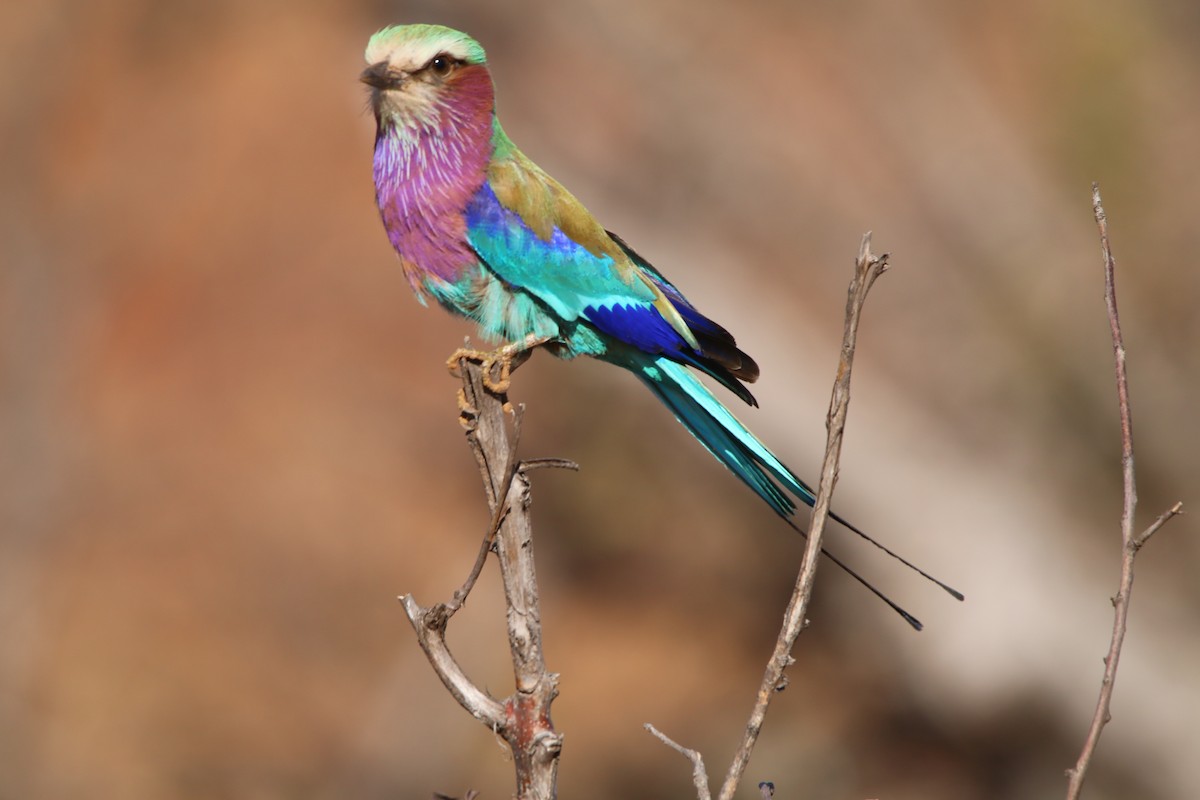 Lilac-breasted Roller - ML614524083