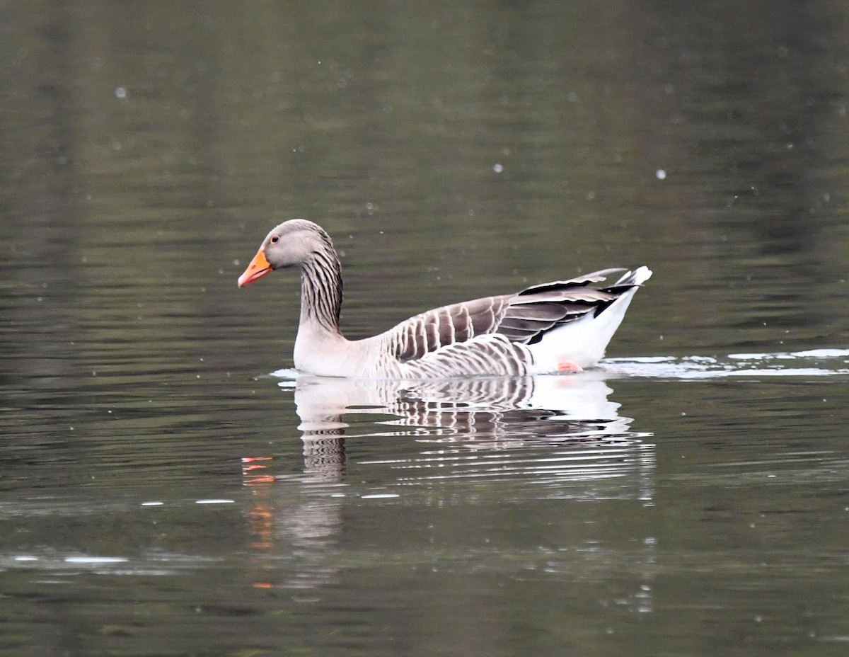 Graylag Goose (Domestic type) - A Emmerson