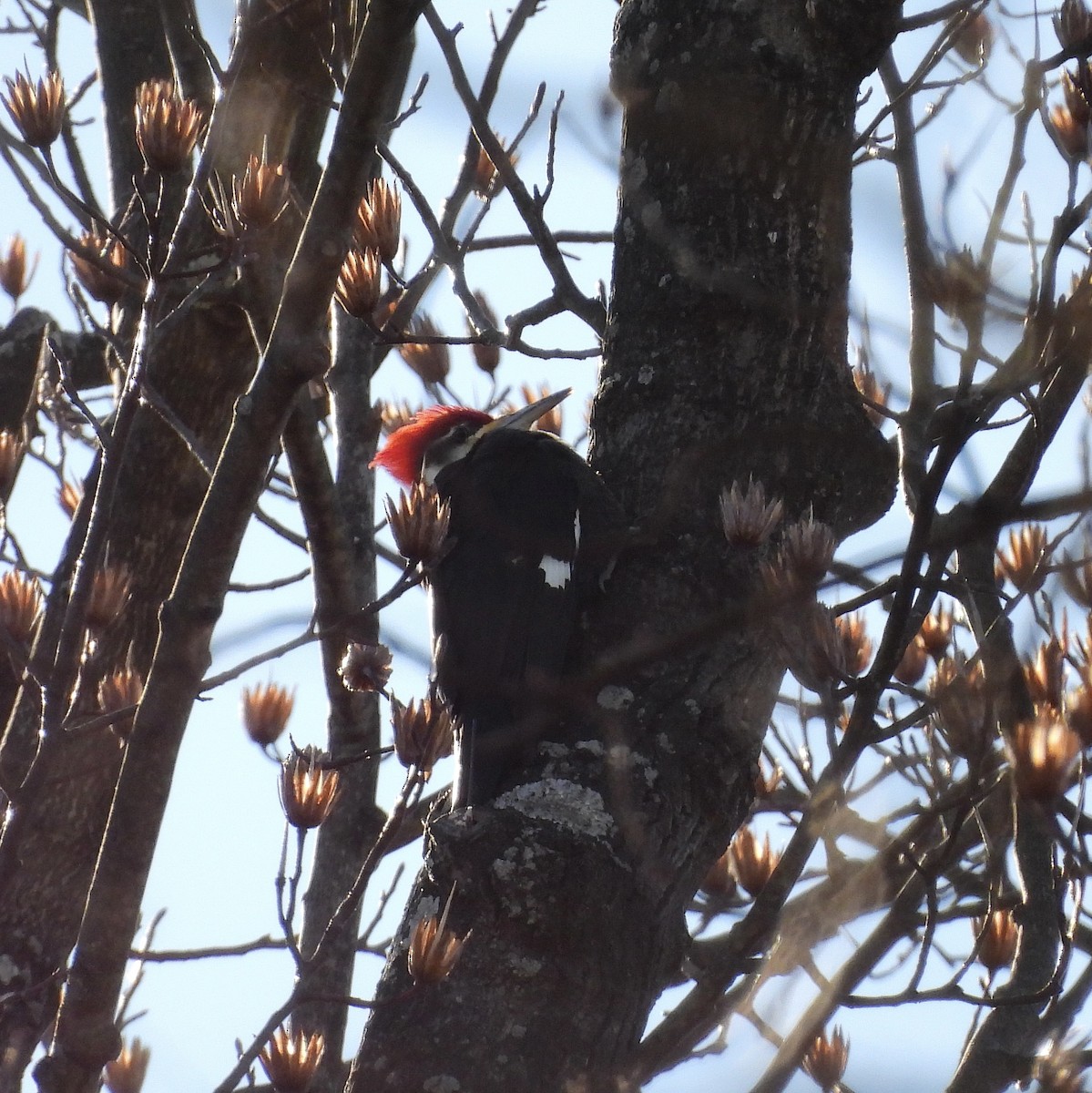 Pileated Woodpecker - ML614524215
