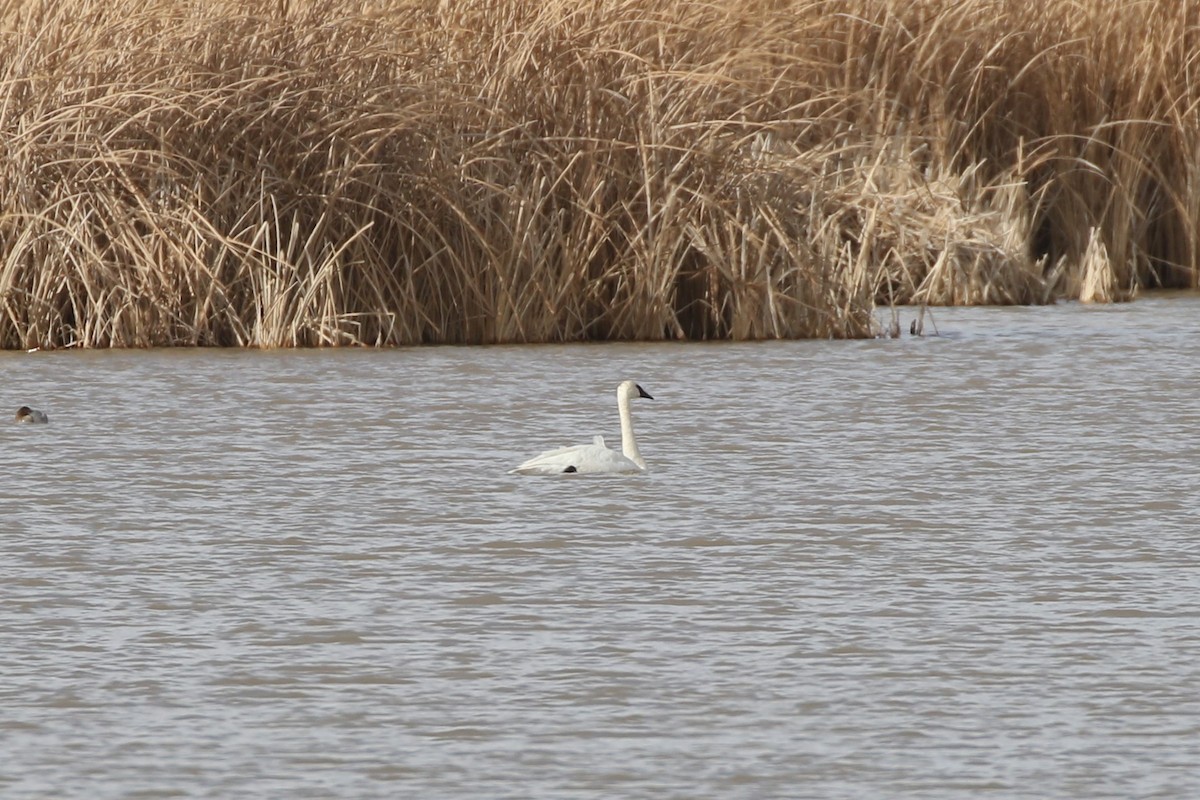 Cisne Trompetero - ML614524216