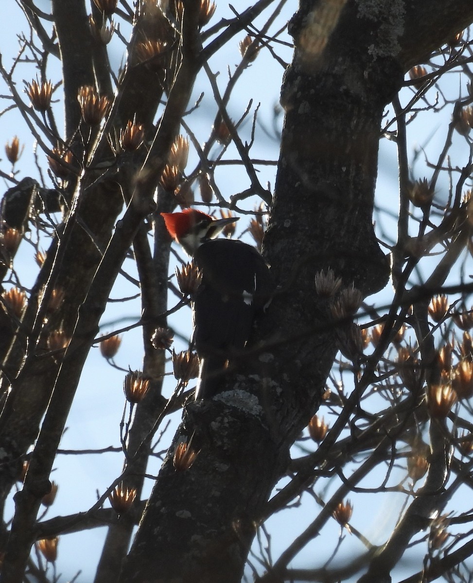 Pileated Woodpecker - ML614524221