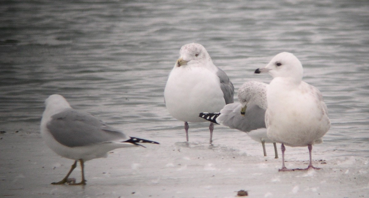 Iceland Gull (kumlieni/glaucoides) - Tim Lenz