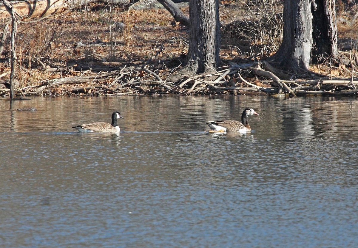 Antzara/Branta sp. - ML614524253