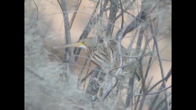 Yellow Bittern - ML614524254