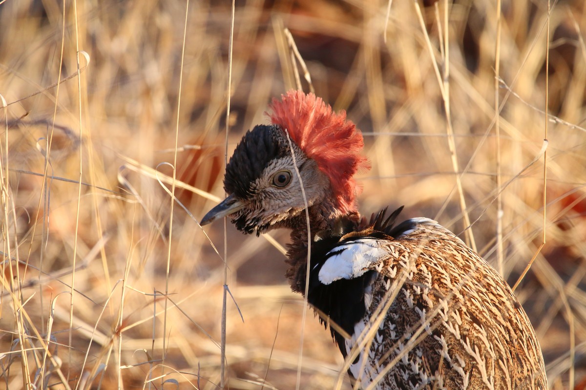 Red-crested Bustard - ML614524260