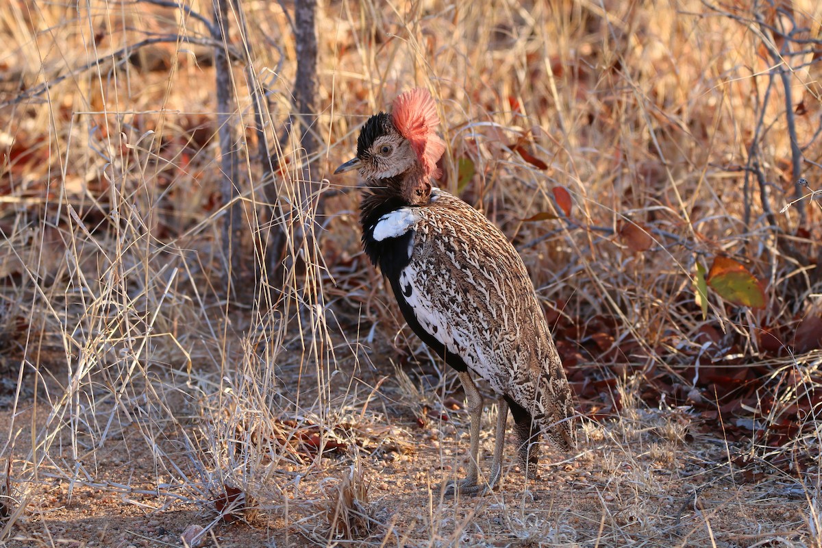 Red-crested Bustard - ML614524261