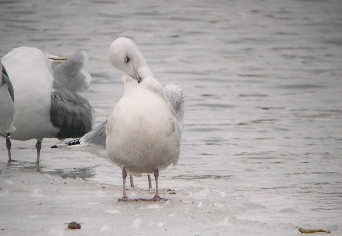 Iceland Gull (kumlieni/glaucoides) - ML614524263