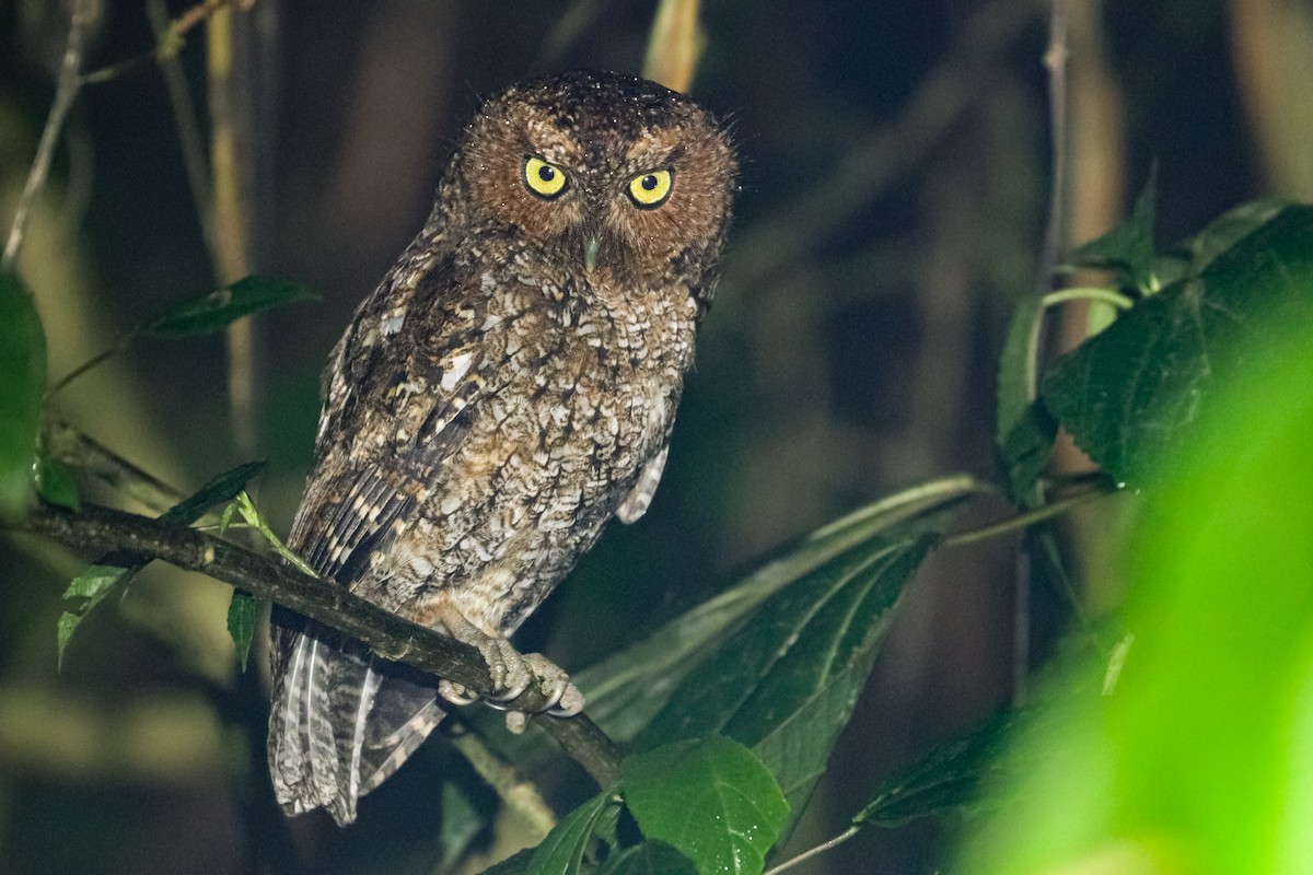 Bare-shanked Screech-Owl - ML614524265