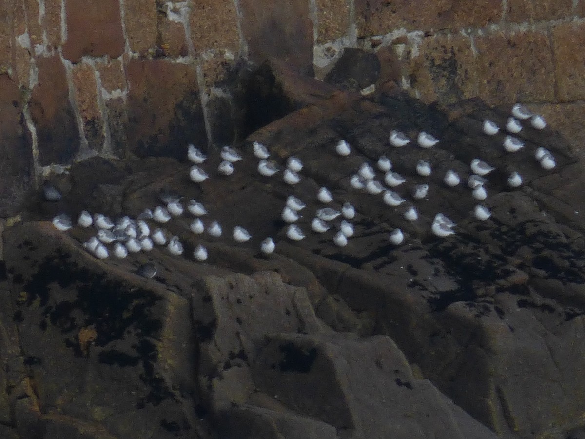 Sanderling - Clive S. & Sheila M. Williamson