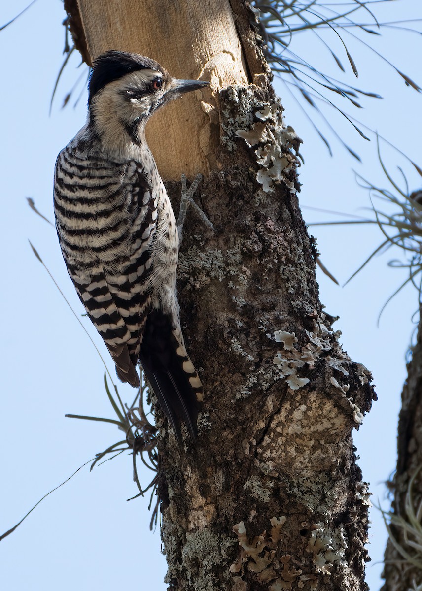 Ladder-backed Woodpecker - ML614524272