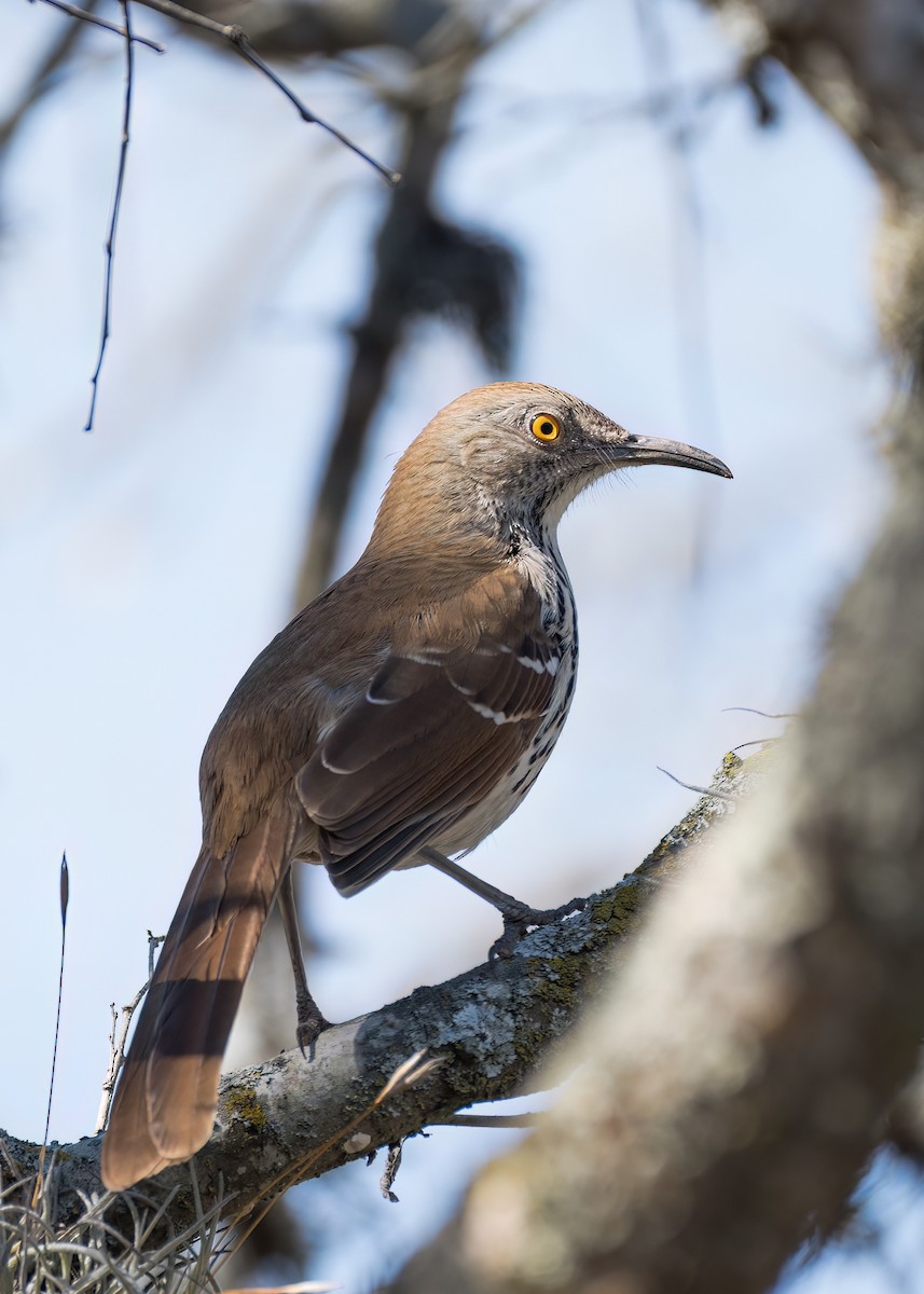 Long-billed Thrasher - ML614524277