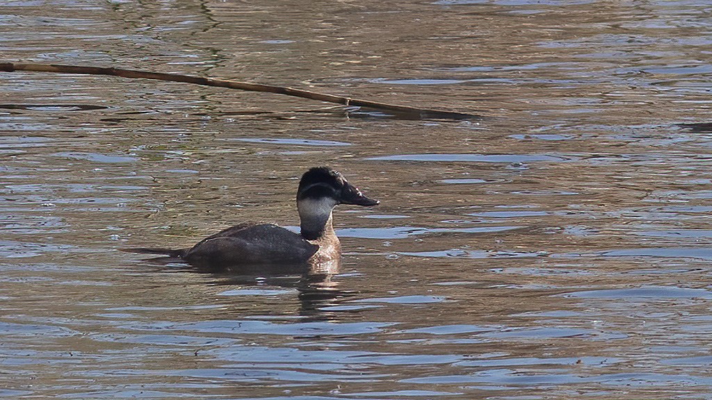 White-headed Duck - ML614524315