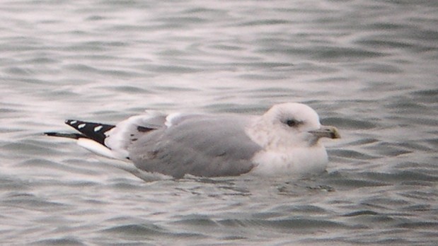 Gaviota Argéntea/Groenlandesa - ML614524351