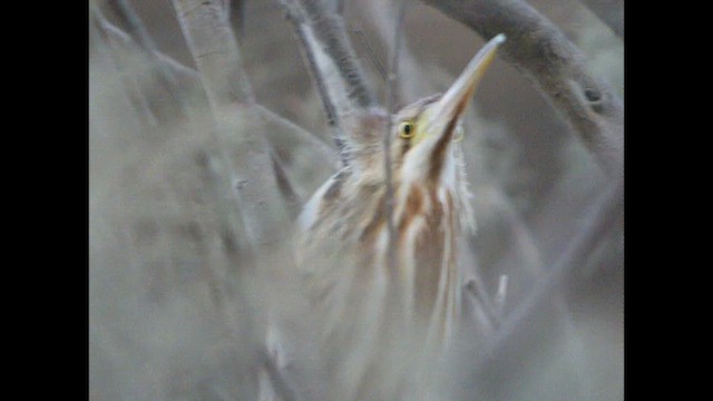 Yellow Bittern - ML614524363