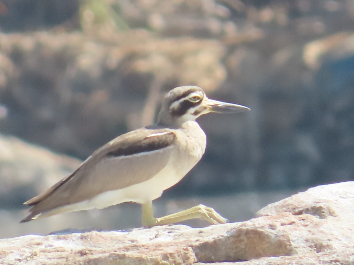Great Thick-knee - ML614524364