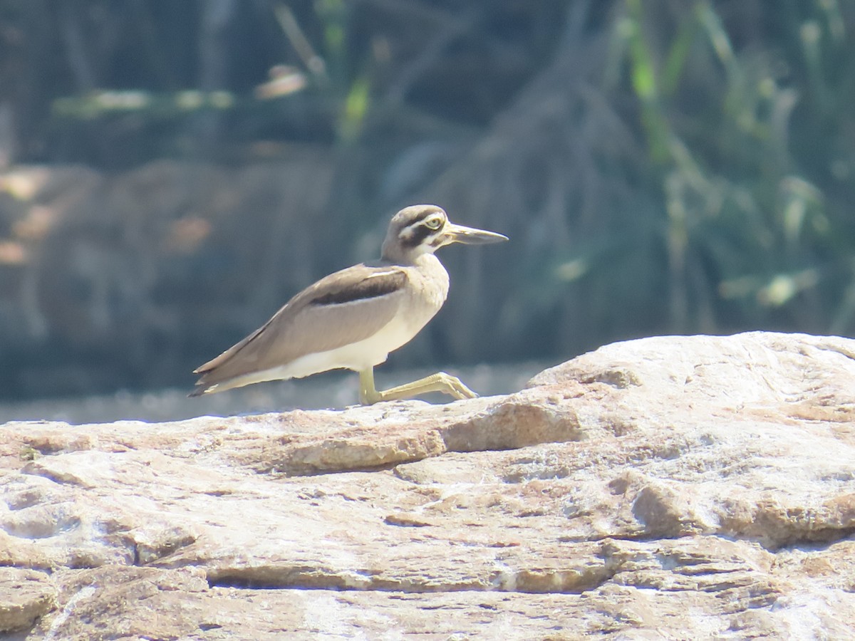 Great Thick-knee - ML614524366