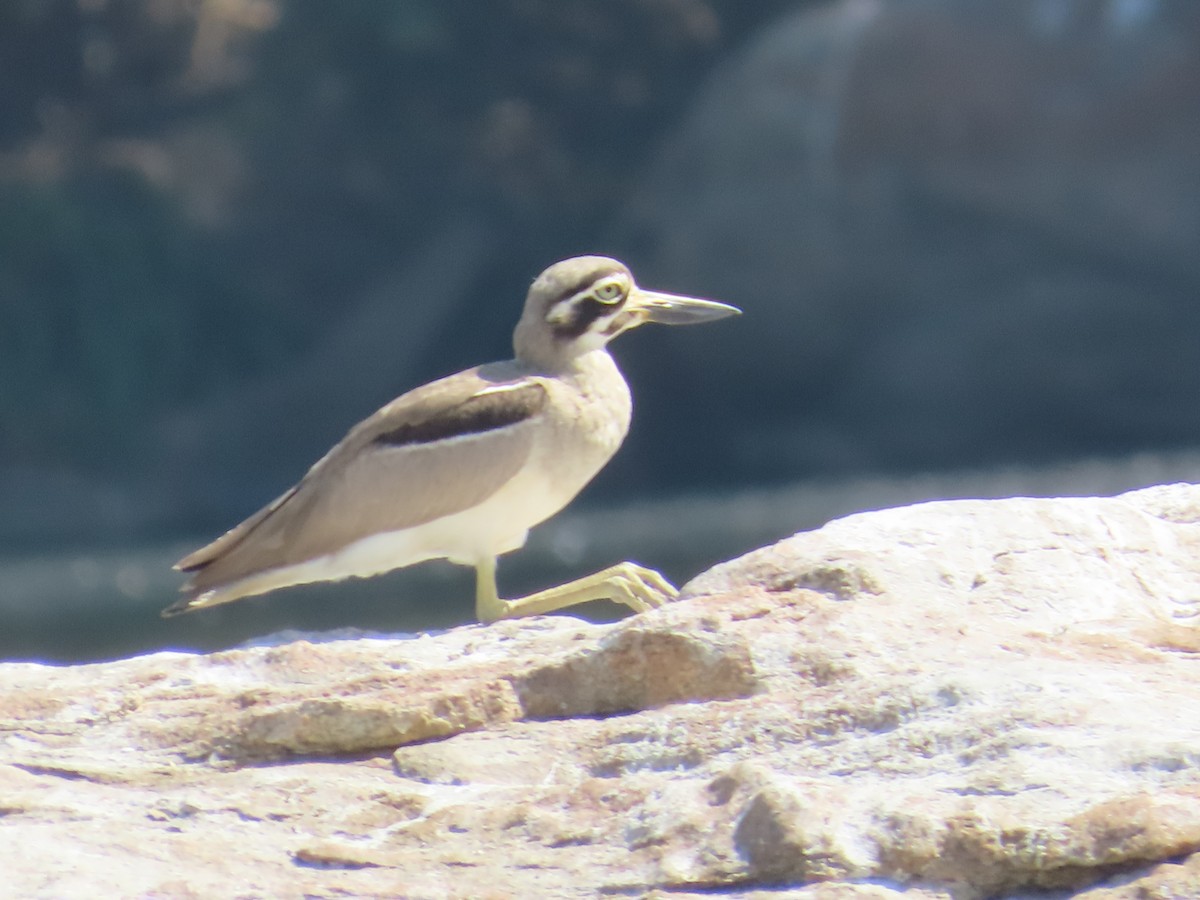 Great Thick-knee - ML614524367