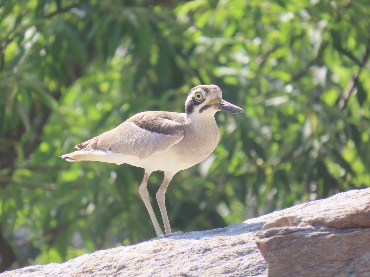 Great Thick-knee - ML614524368