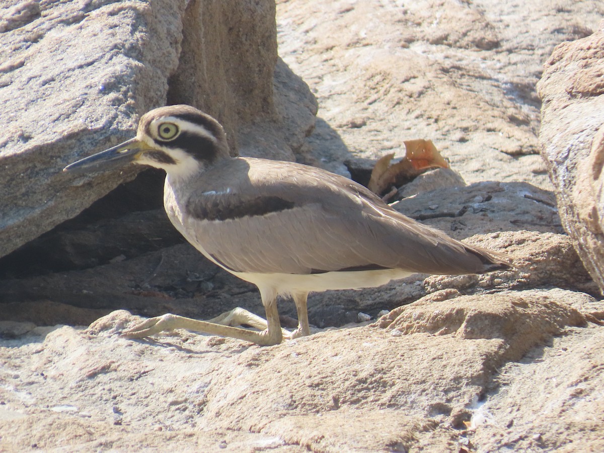 Great Thick-knee - ML614524369