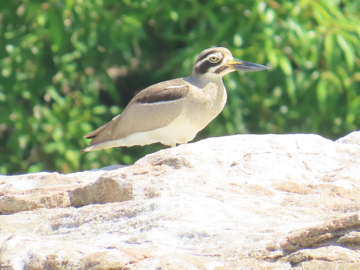 Great Thick-knee - ML614524370