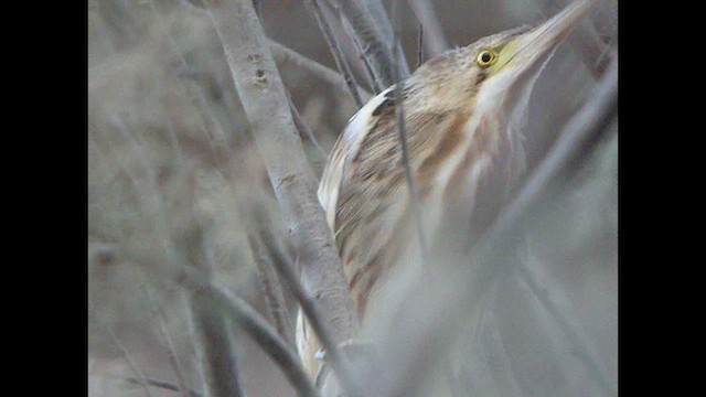 Yellow Bittern - ML614524374