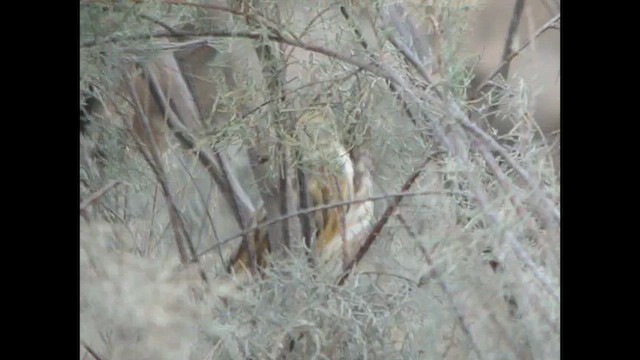 Yellow Bittern - ML614524378