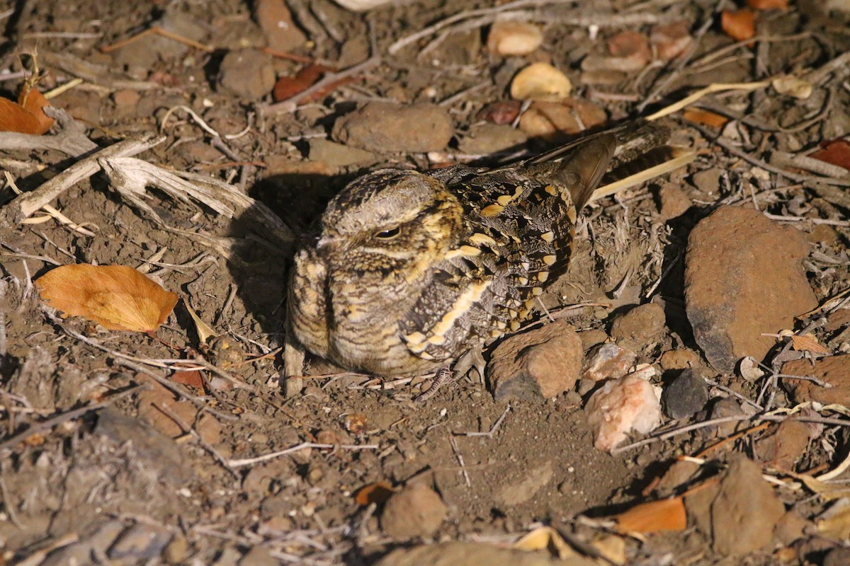 Square-tailed Nightjar - Lukas Sobotta