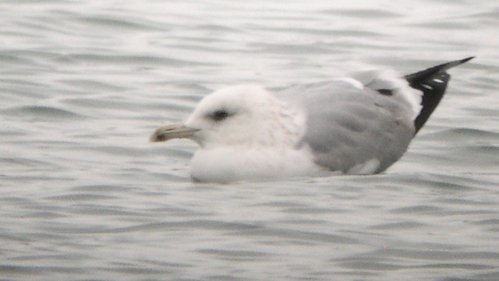 Gaviota Argéntea/Groenlandesa - ML614524402