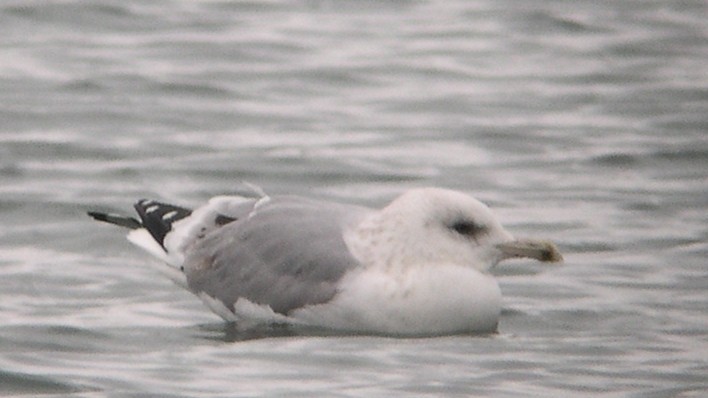 Herring/Iceland Gull - Tim Lenz