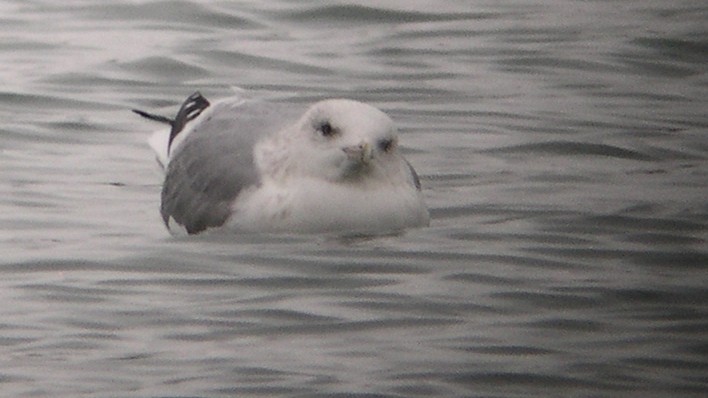 Herring/Iceland Gull - Tim Lenz