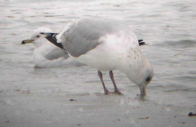 Gaviota Argéntea/Groenlandesa - ML614524409