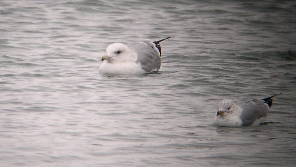 Herring/Iceland Gull - Tim Lenz