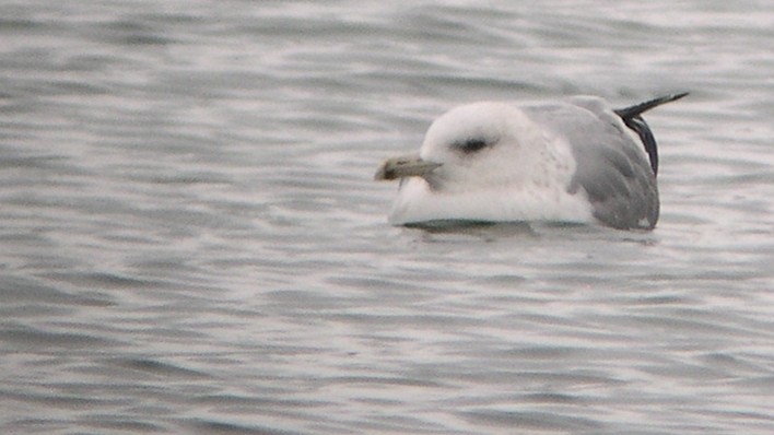 Herring/Iceland Gull - Tim Lenz