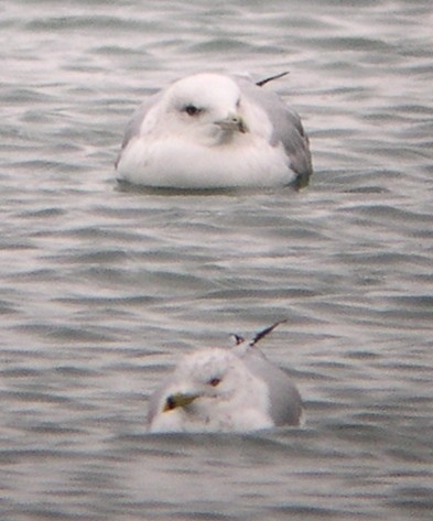 Herring/Iceland Gull - Tim Lenz