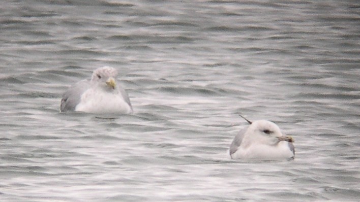 Gaviota Argéntea/Groenlandesa - ML614524414