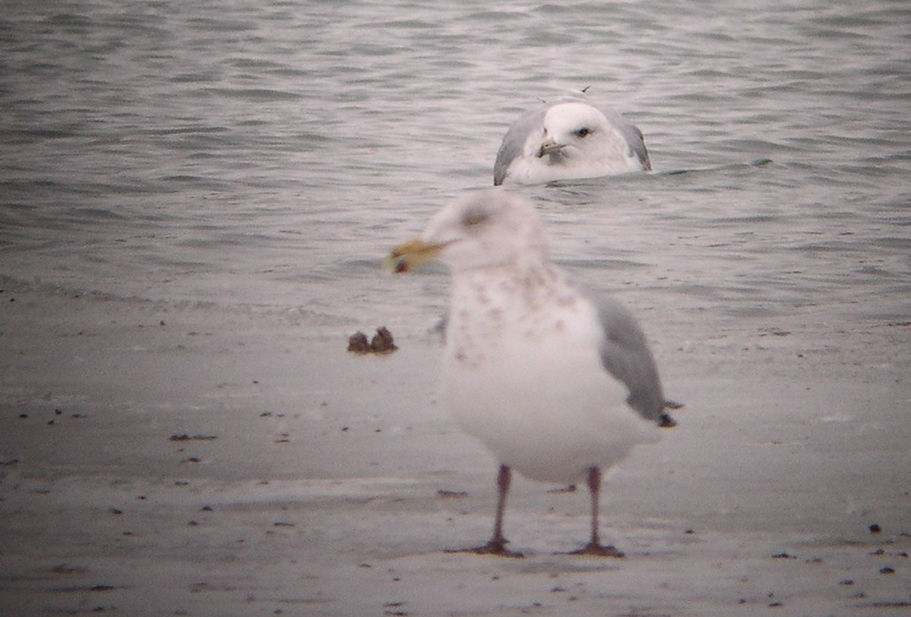 Gaviota Argéntea/Groenlandesa - ML614524415