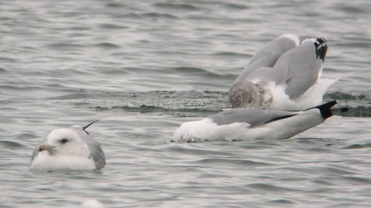 Gaviota Argéntea/Groenlandesa - ML614524417