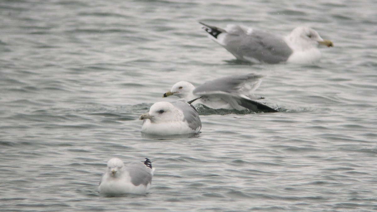 Herring/Iceland Gull - Tim Lenz