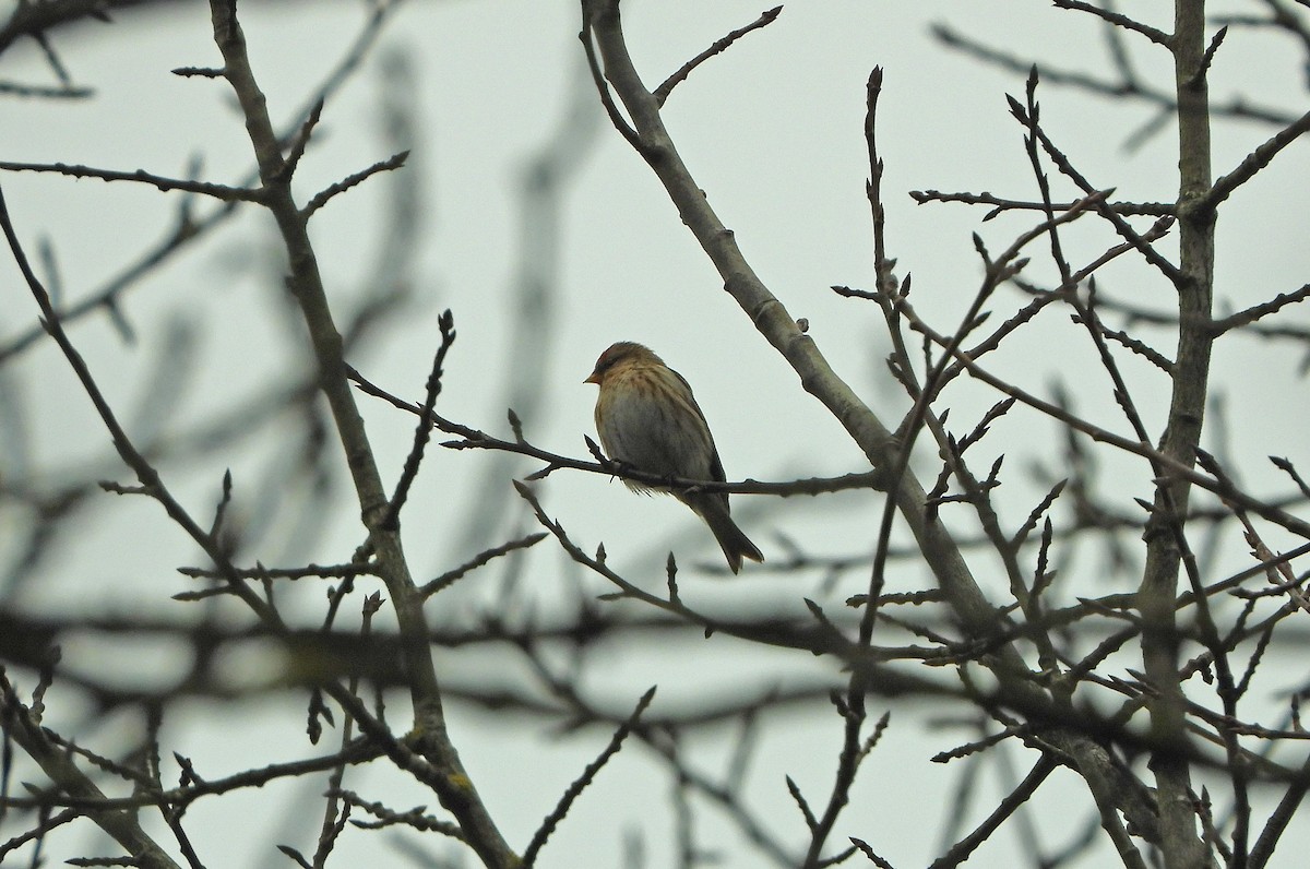 Lesser Redpoll - ML614524430