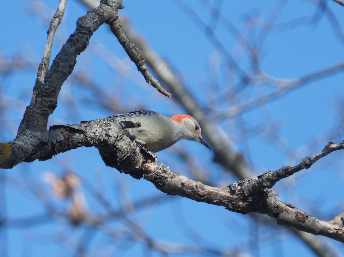 Red-bellied Woodpecker - ML614524433