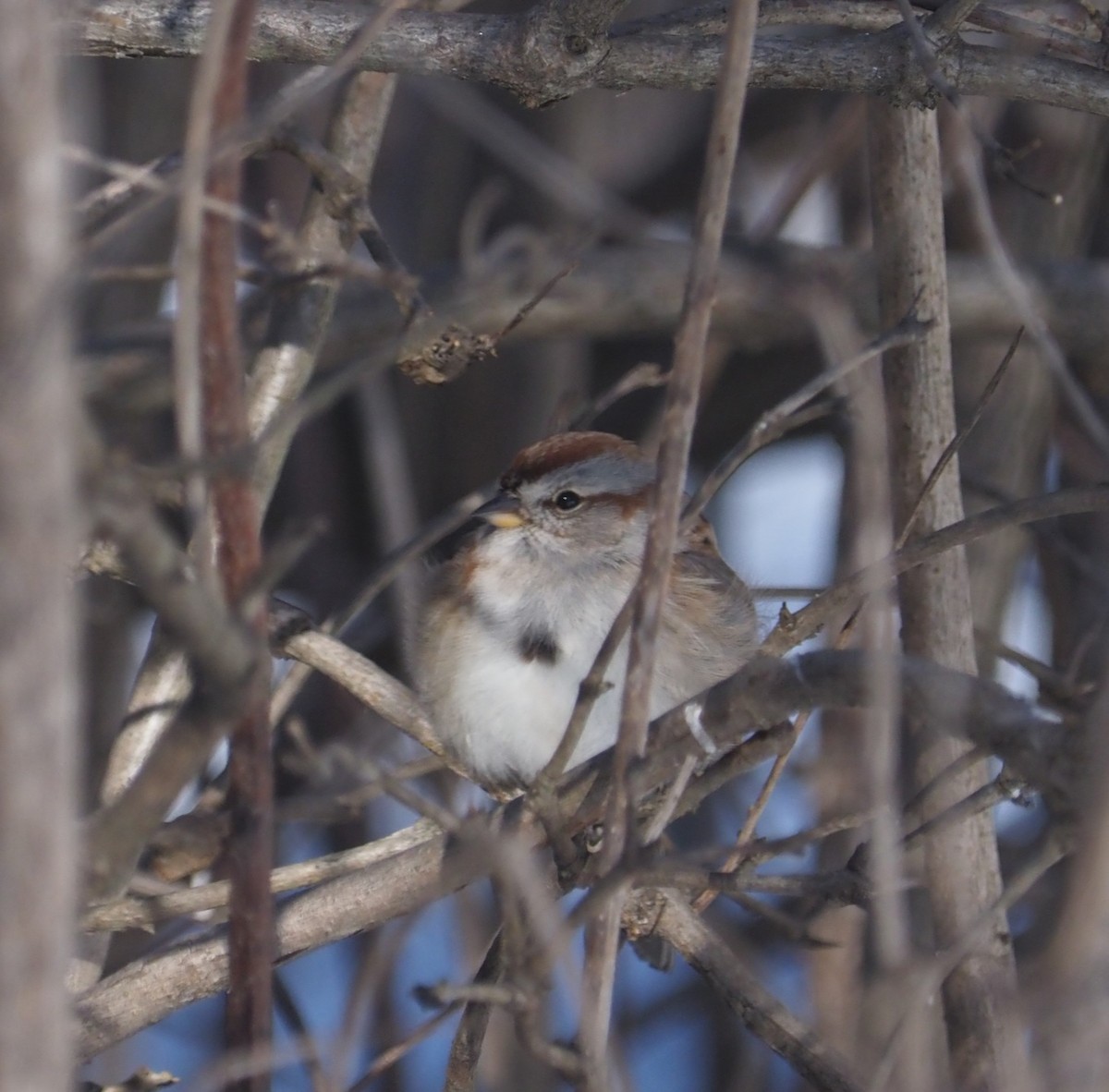 ムナフヒメドリ - ML614524483