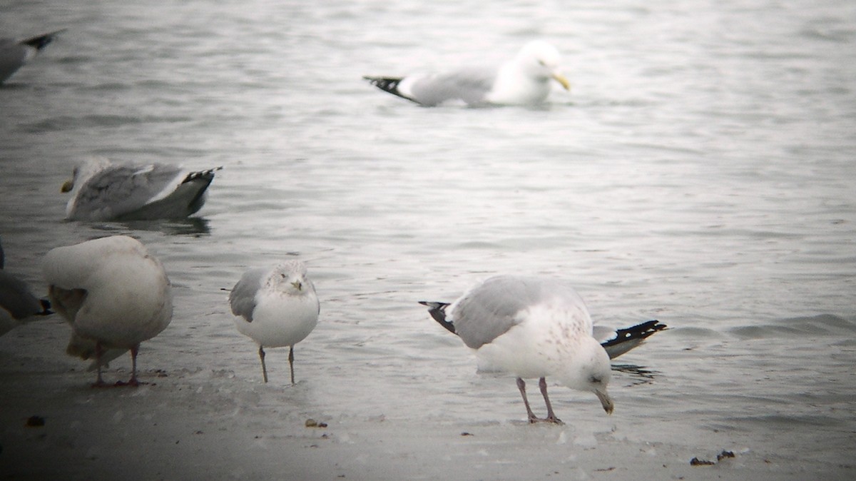 Herring/Iceland Gull - Tim Lenz