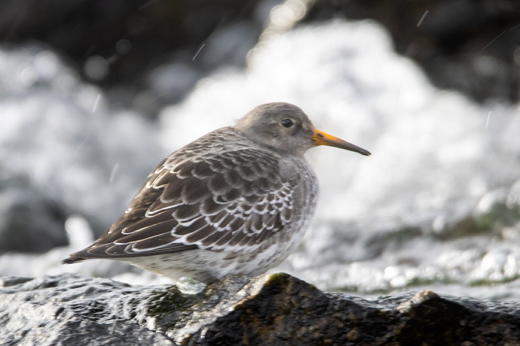 Purple Sandpiper - ML614524594