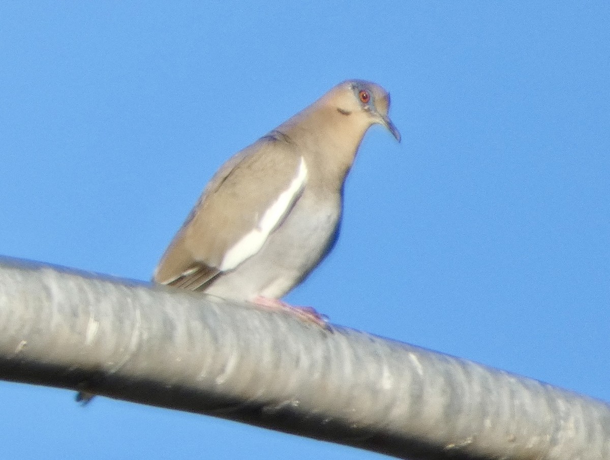 White-winged Dove - ML614524596
