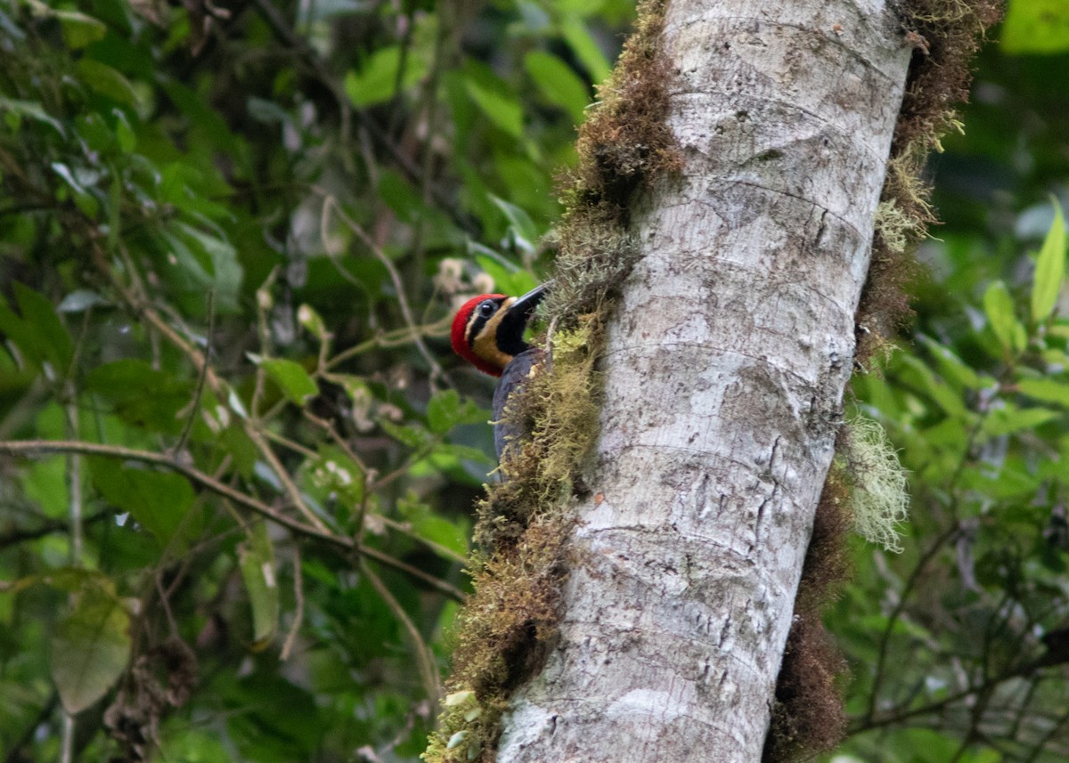 Crimson-bellied Woodpecker - Silvia Faustino Linhares