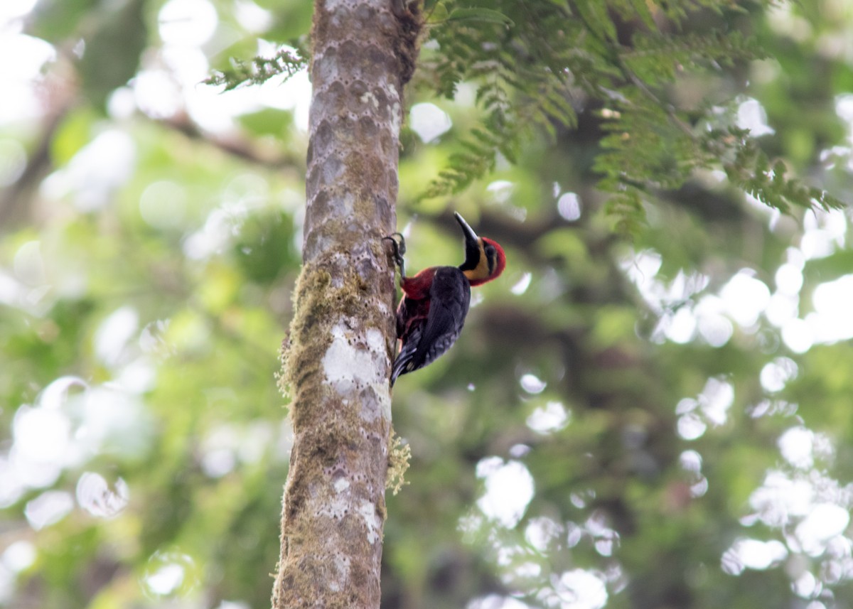 Crimson-bellied Woodpecker - Silvia Faustino Linhares