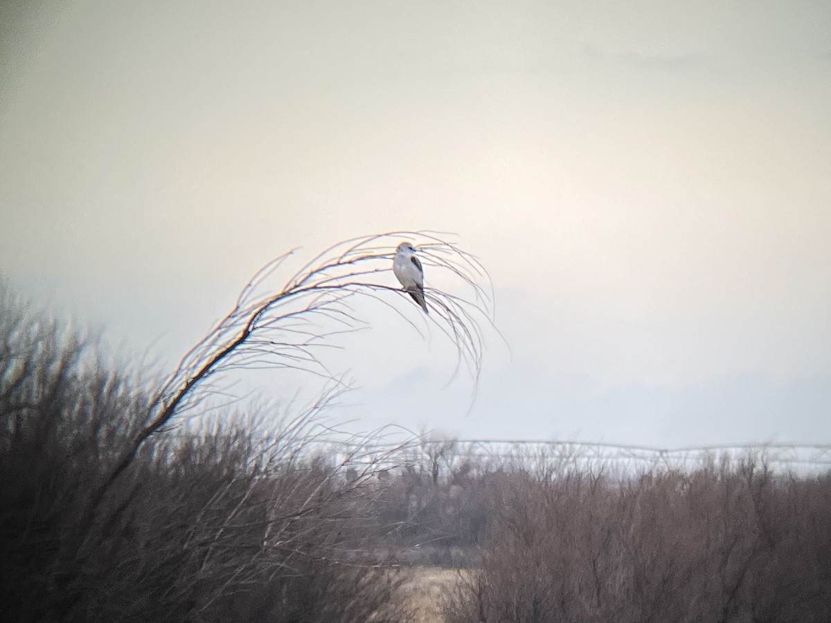 White-tailed Kite - ML614524662